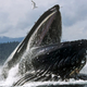 Illustration for article titled Whales have a sensory organ unlike anything weve ever seen